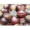 China hot sale new crop Fresh chestnut in mesh bag package