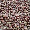 china fresh chestnut 2015 new crop