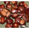 New crops Thai raw chestnut in bulk