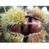 new fresh Organic Raw Chestnut Chinese bulk chestnuts price