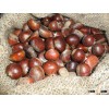 Pure raw air dried chestnut whole sale , high quality, reliable supplier