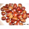 Chestnut,Chinese Fresh Chestnut,Crop Chinese Sweet Chestnut,Vacuum Packed Frozen Roasted Peeled Ches