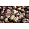 Chestnuts For Sale