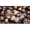 Chestnuts For Sale