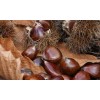 Organic Raw Fresh bulk chestnuts price