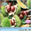 Raw Chestnuts,Fresh Chestnuts From Dandong, Chestnuts for Sale, Chinese Bulk Chestnus