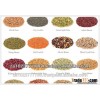 Large Green Lentils Laird type Medium Green Lentils Richlea type Small Green Lentils Eston type GRAD