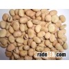 High quality broad beans / faba beans / fava beans for canning food