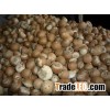 2016 Top Betel Nut Whole