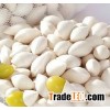 Quality Processed dried Ginkgo Nuts for sale at very good prices