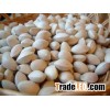 Quality Ginkgo Nuts