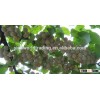 Frozen Ginkgo biloba fruit