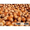 Raw Hazelnuts Kernels in Shell