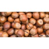 Best Quality raw hazelnuts in shell