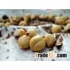 Hazel Nuts, Best Quality Hazel Nuts, Grade A Hazel Nuts