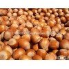 TOP QUALITY HAZEL NUTS