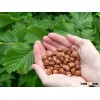 HAZELNUTS