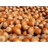 high quality / HAZELNUT, BLANCHED HAZEL NUT, SHELLED HAZELNUT