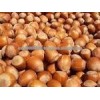 High Quality Hazelnut