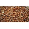 hazelnut