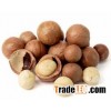 Quality dried Macadamia Nuts for sale at very good prices