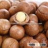 Raw Macadamia Nuts in shell
