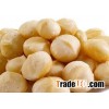 Raw Macadamia Nuts available