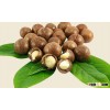 Macadamia nut (Shell and Shell off) - Tay Nguyen Viet Nam - Nutrient Gift - Reasonable price