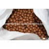 Macadamia Nuts