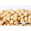 Raw macadamia nuts.