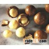 Best Quality Macadamia Nut/ QUALITY ALMOND, MACADEMIA, CASHEW NUTS for SALE