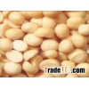 Macadamia Nuts