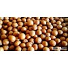 Nice Macadamia Nuts For Sale