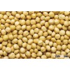 High Quality Macadamia Nuts For Good Price
