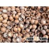 Raw Macadamia Nuts Shell