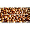 High Quality macadamia nuts