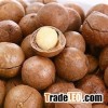Shelled Macadamia nuts price/ bulk MacadamiaMacadamia Nut Kernels Macadamia For Sale
