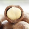 Jumbo Macadamia nuts for sell, top quality