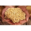 Quality W120 Cashew Nuts and Macademia Nuts For Sale