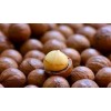 Best Quality Macadamia Nuts available