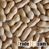 Groundnut with Shell, peanut with Shell, Raw shelled peanuts for sale