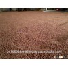 VIETNAM PEANUT HIGH QUALITY/ Vilaconic.export15@gmail.com