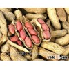 Peanuts