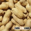 New Crops Pure Raw Peanut Kernel