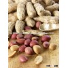 Peanut