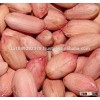 peanut kernels for sale