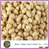 blanched round type groundnut peanuts