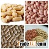 Peanut Kernels/Blanched Peanuts/Peanuts in Shell