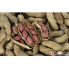 Good price good quality raw peanut with shell raw peanuts for sale