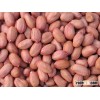 Groundnut Kernel